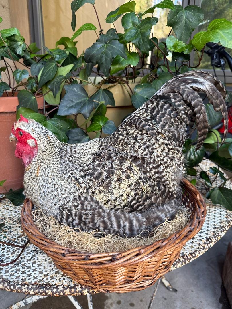 Taxidermy Nesting Chicken in Basket