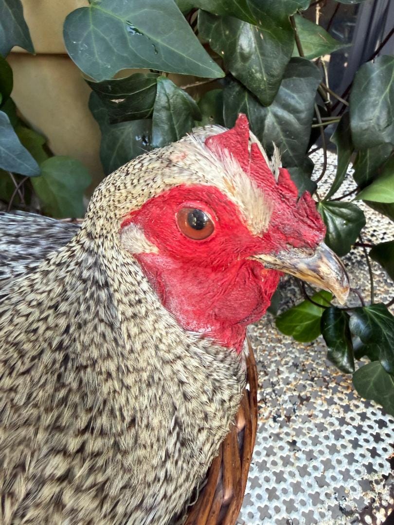 Taxidermy Nesting Chicken in Basket