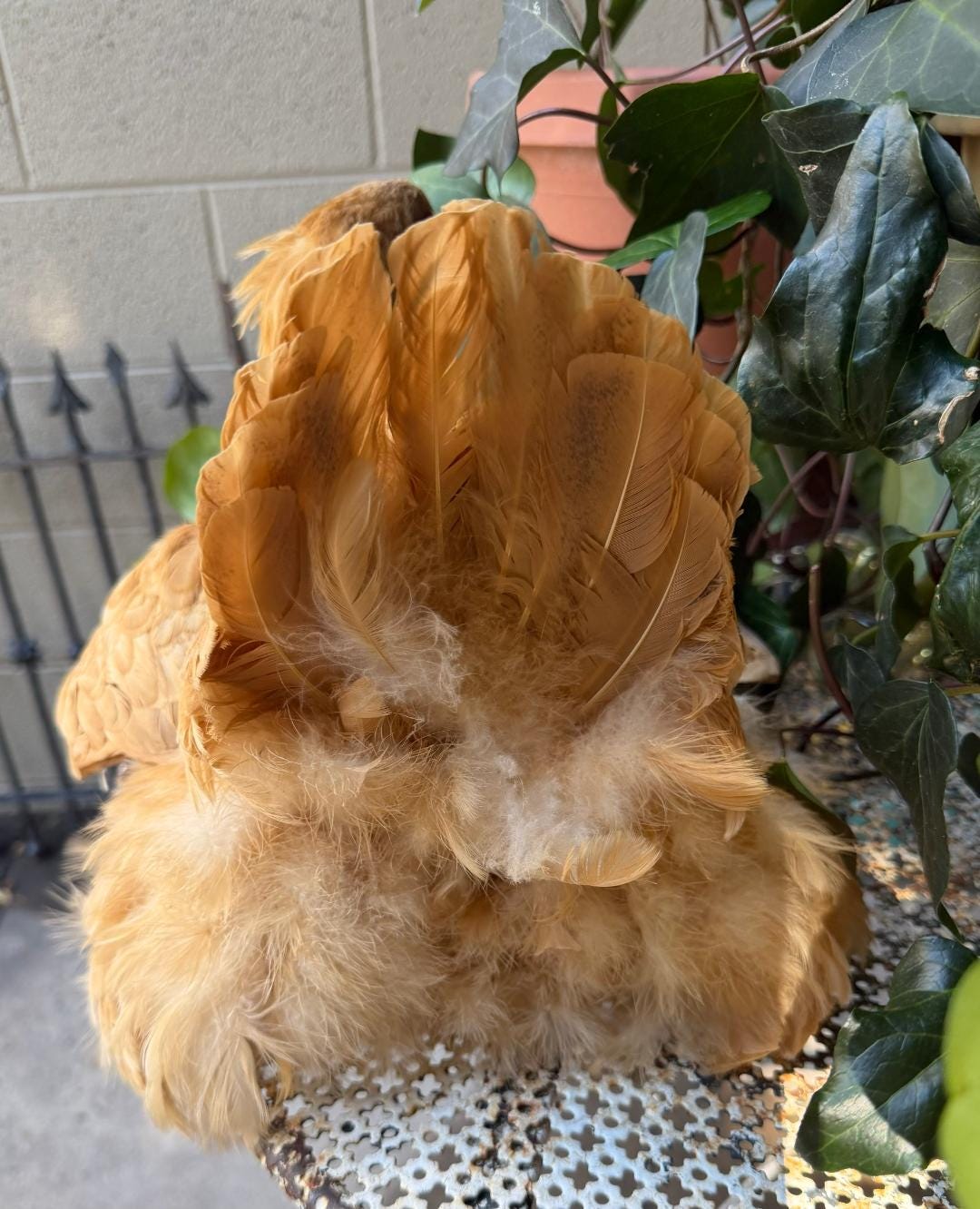 Taxidermy Nesting Chicken, Rustic Farmhouse Decor