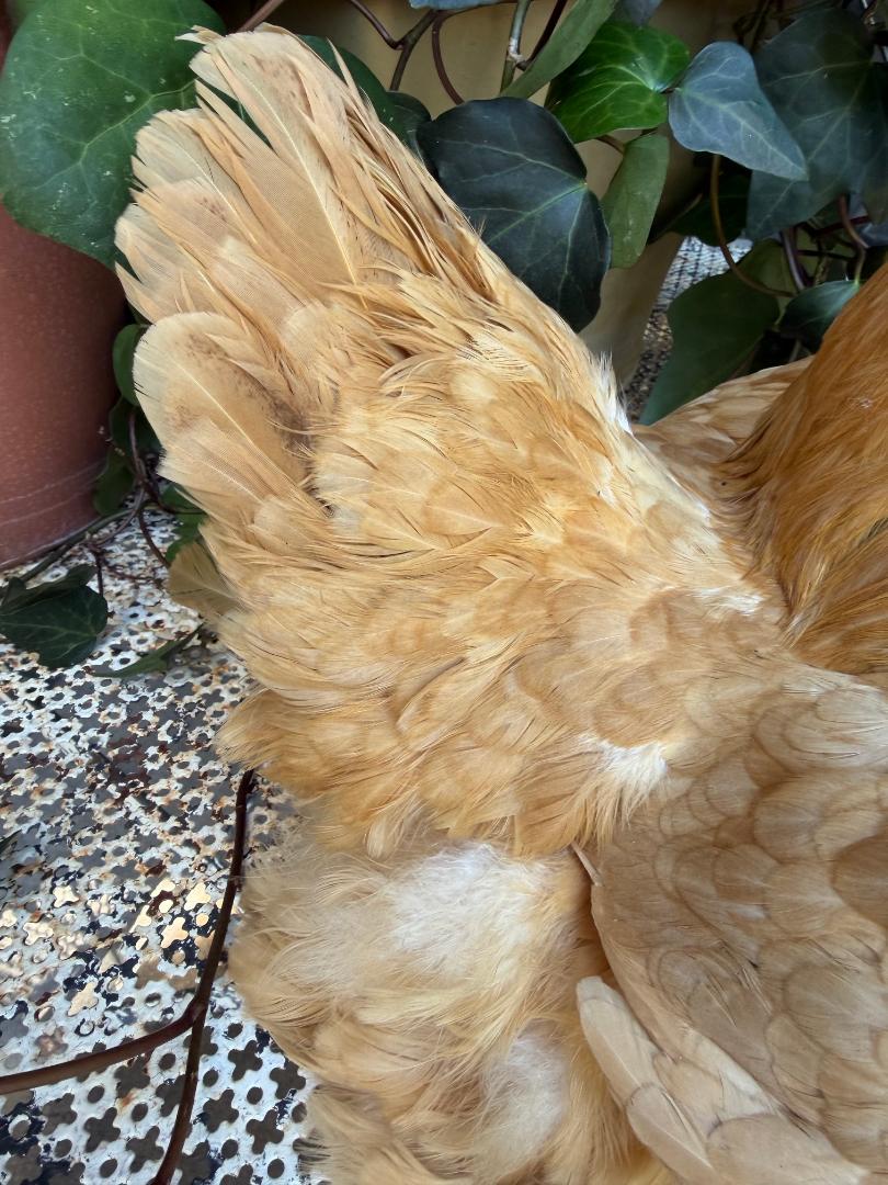 Taxidermy Nesting Chicken, Rustic Farmhouse Decor