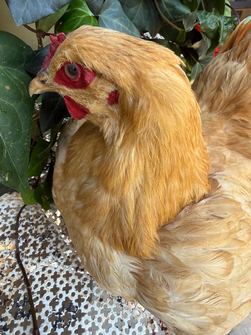 Taxidermy Nesting Chicken, Rustic Farmhouse Decor