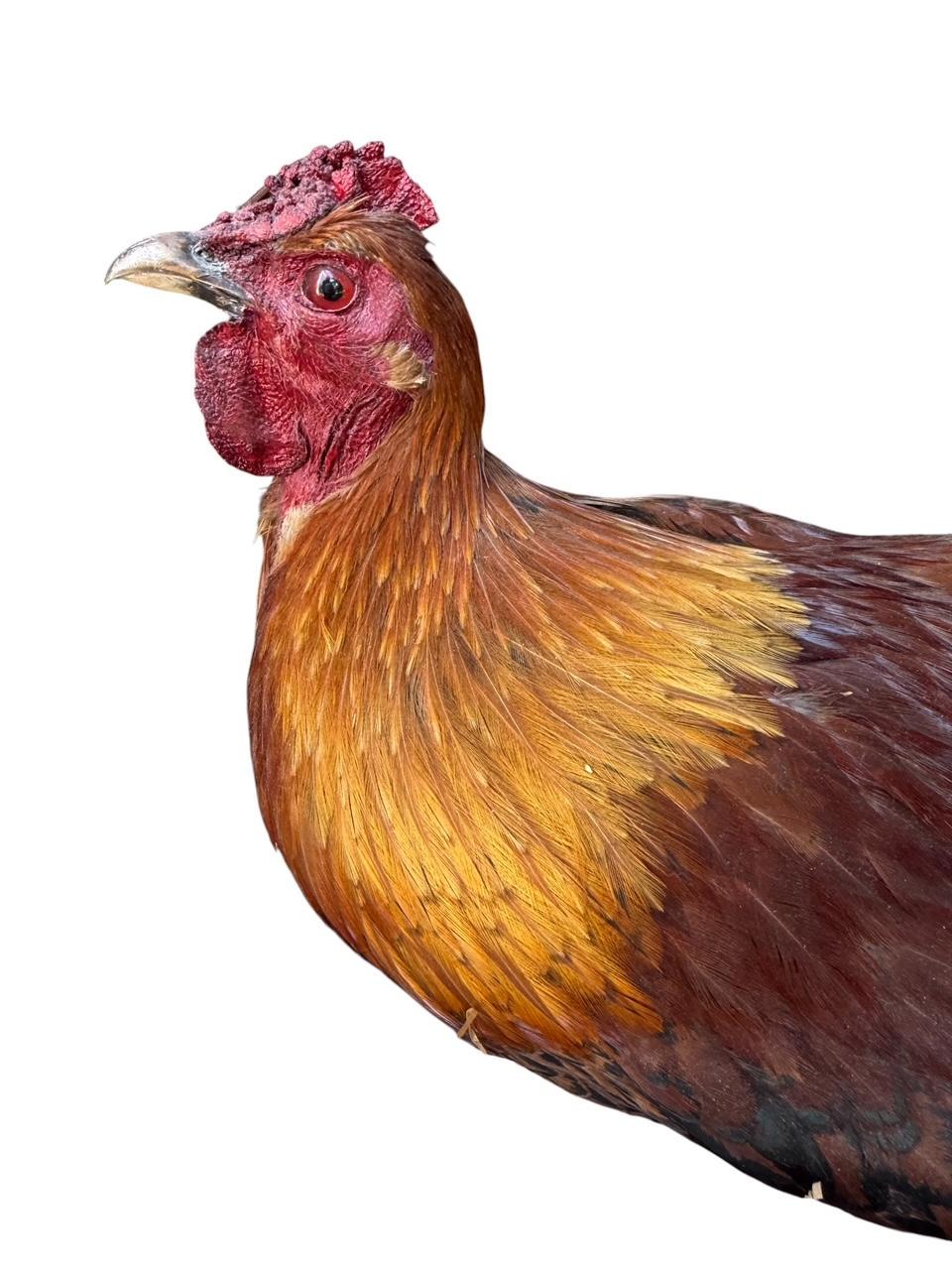 Taxidermy Nesting Chicken in Basket on Eggs