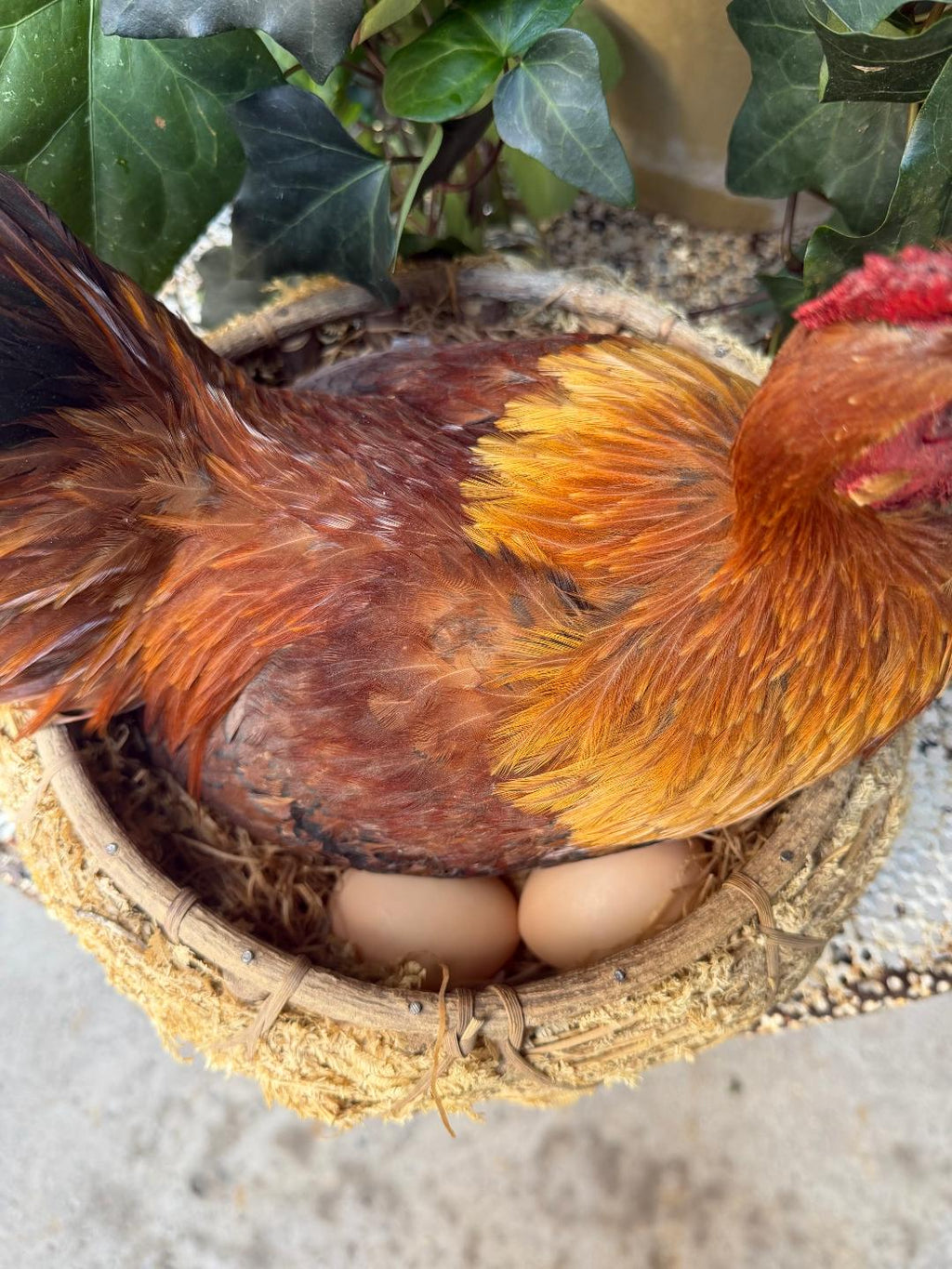 Taxidermy Nesting Chicken in Basket on Eggs