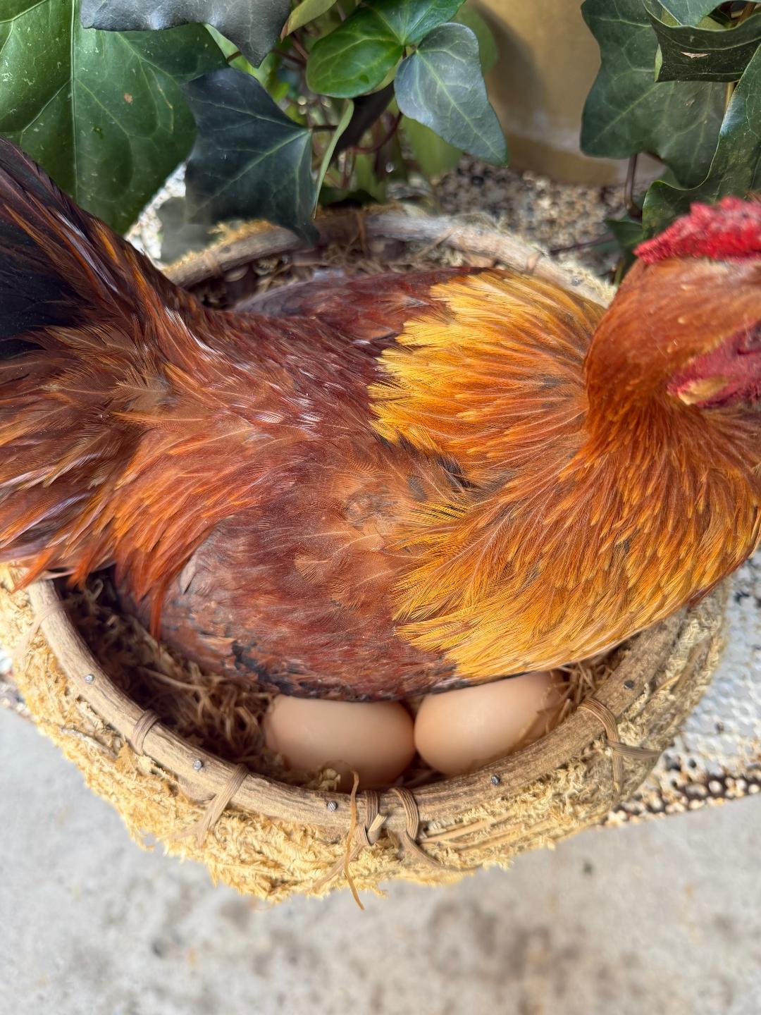 Taxidermy Nesting Chicken in Basket on Eggs