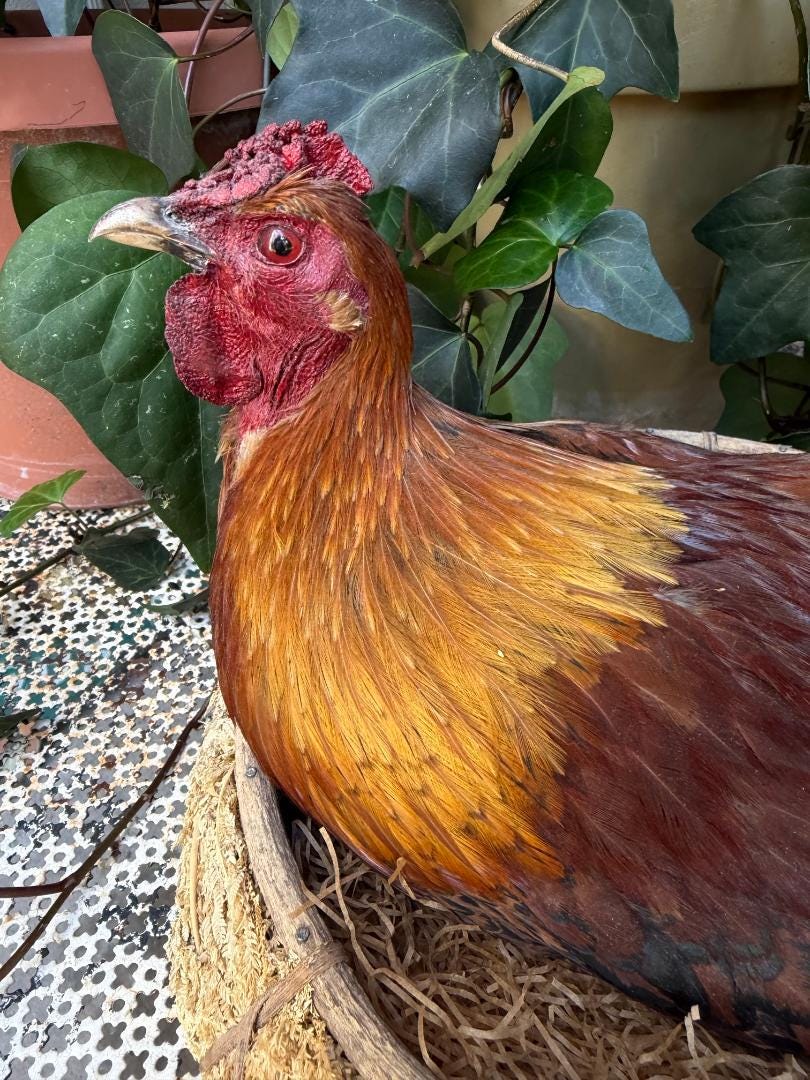 Taxidermy Nesting Chicken in Basket on Eggs