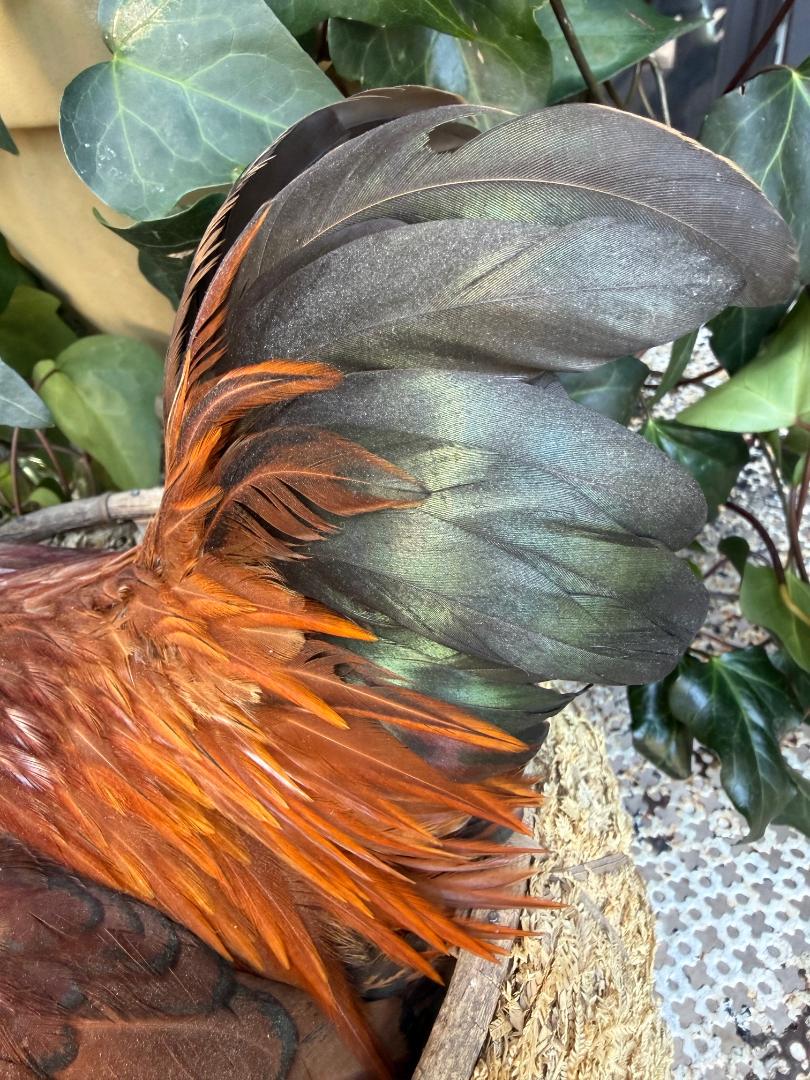 Taxidermy Nesting Chicken in Basket on Eggs