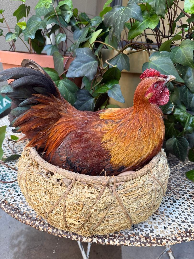 Taxidermy Nesting Chicken in Basket on Eggs