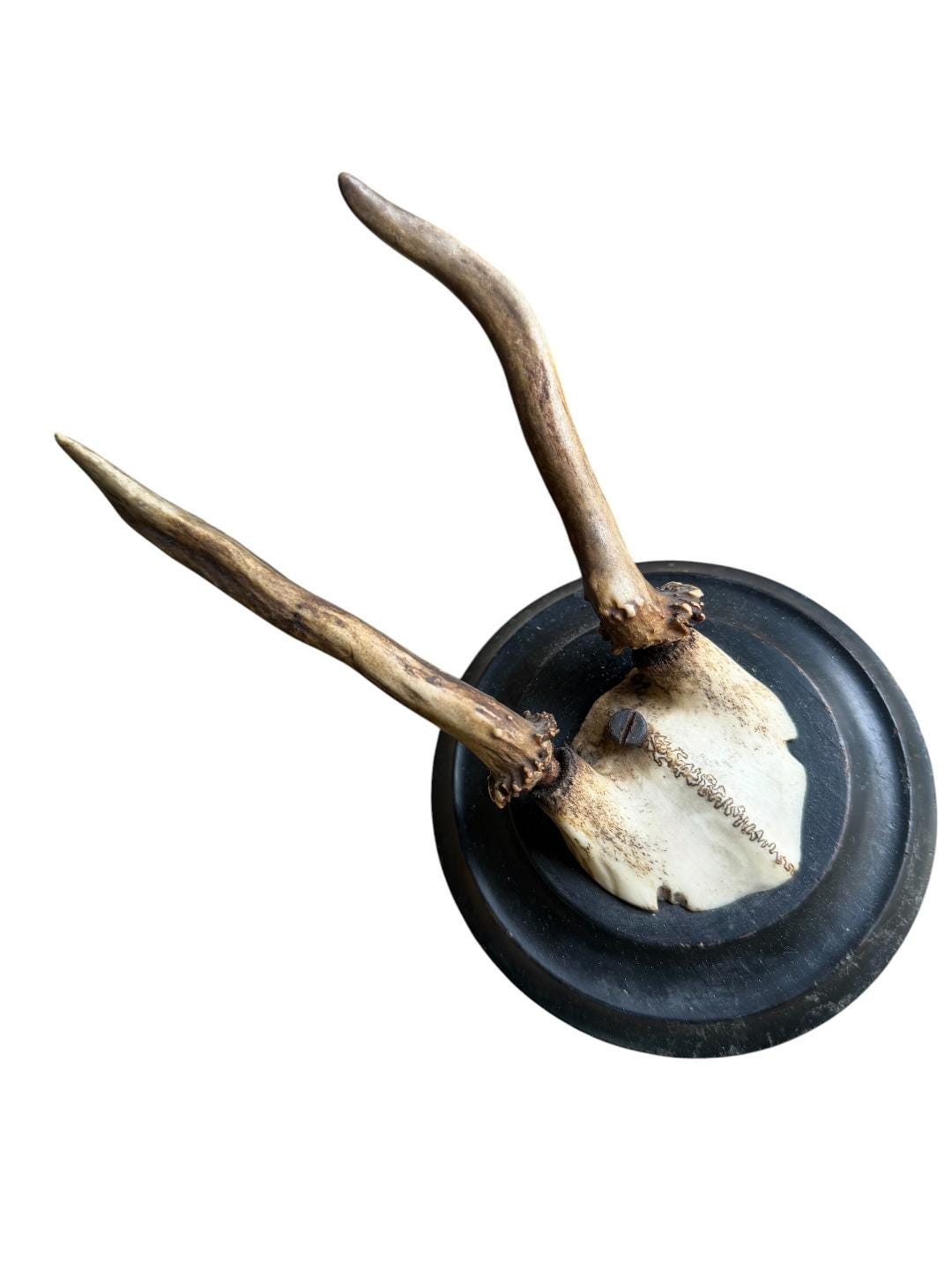 Roe Deer Trophy 239 Black Forest Antlers Mount Petite