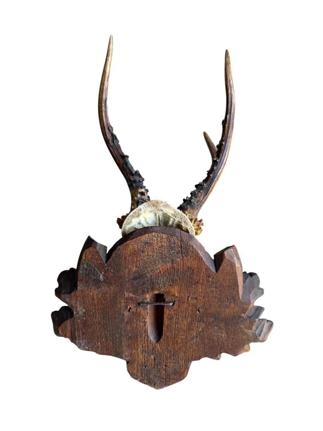 Roe Deer Trophy 220, Black Forest Antlers, Oak Leaf Plaque