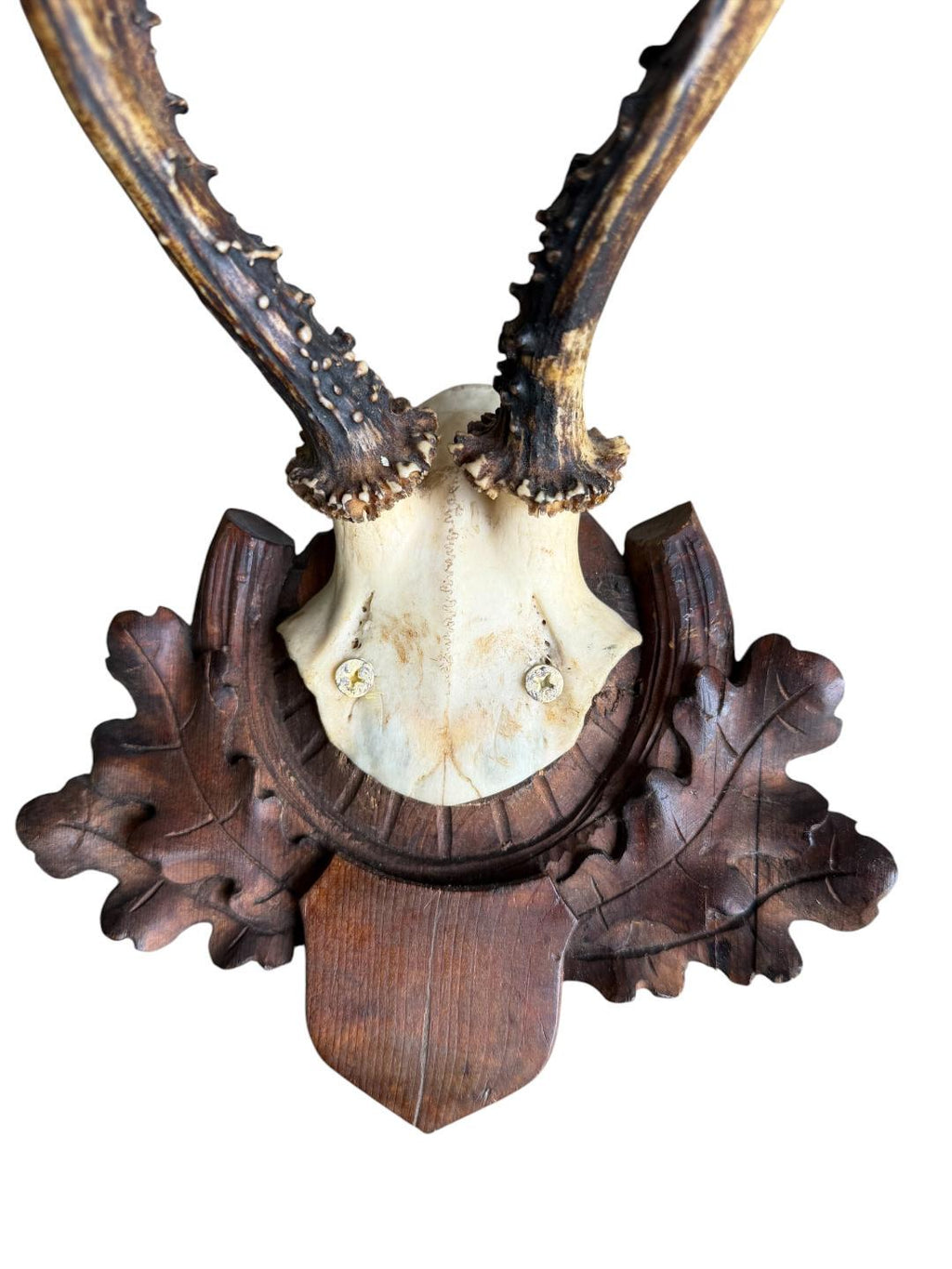 Roe Deer Trophy 220, Black Forest Antlers, Oak Leaf Plaque