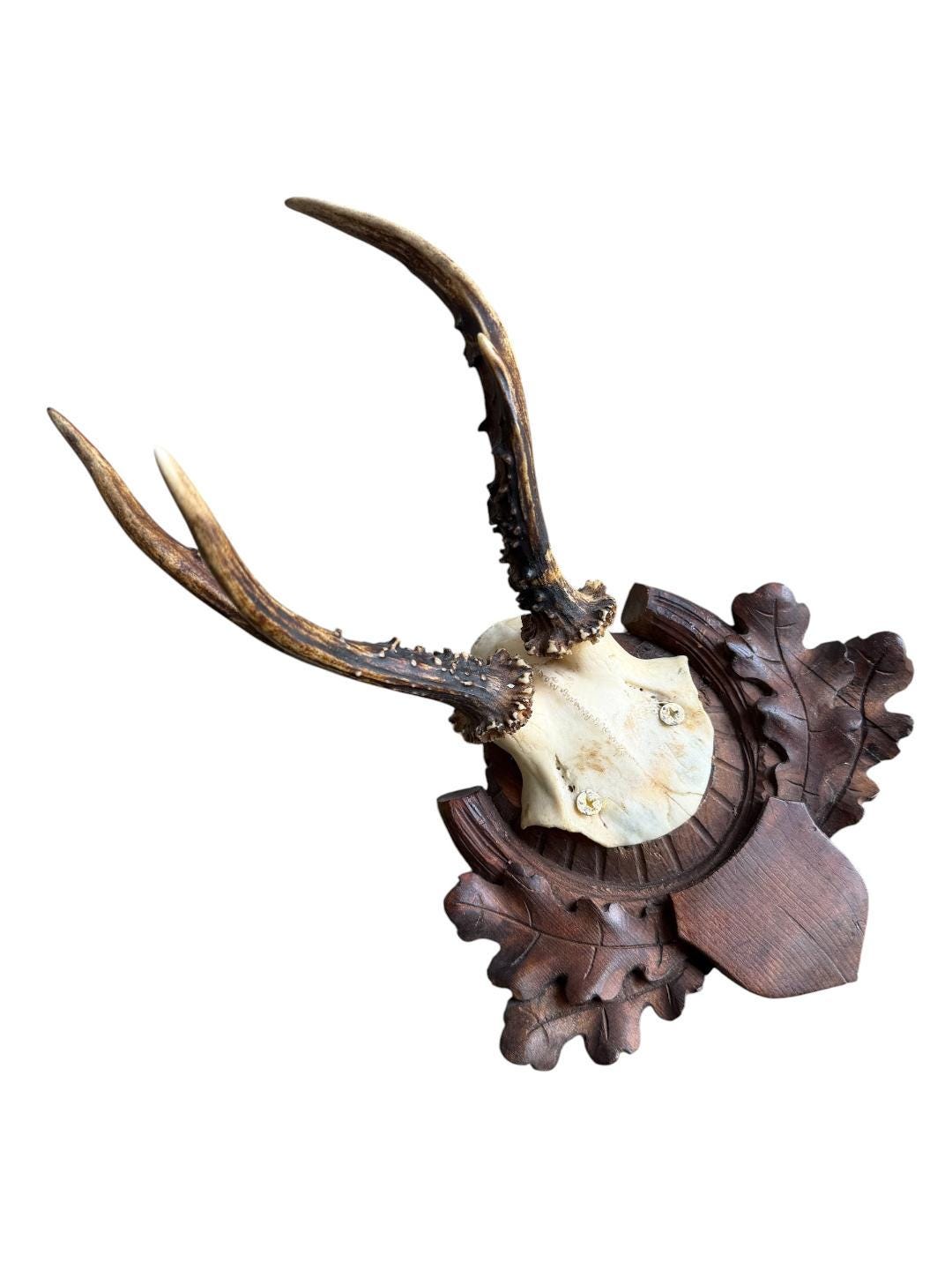 Roe Deer Trophy 220, Black Forest Antlers, Oak Leaf Plaque