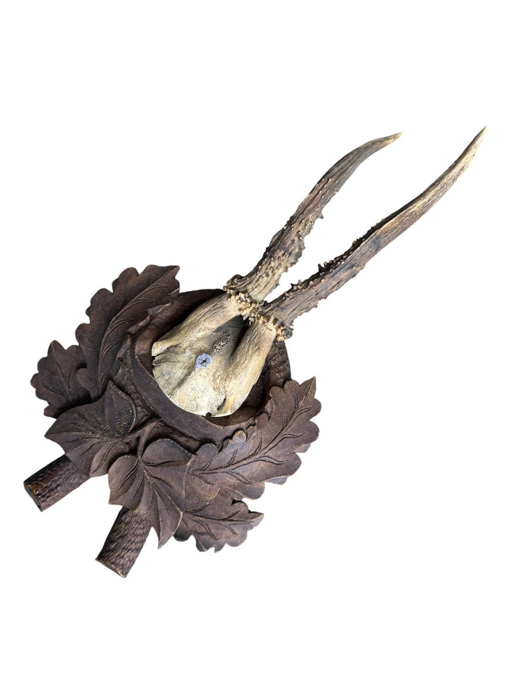 Roe Deer Trophy 240 Black Forest Antlers Mount