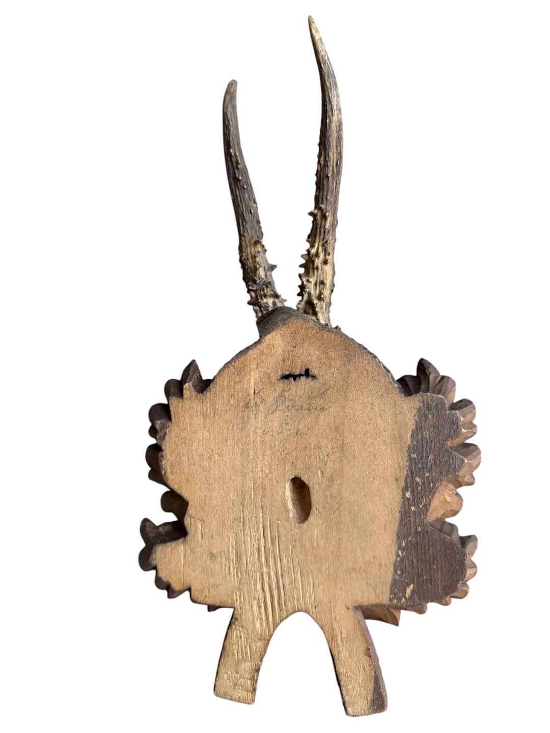 Roe Deer Trophy 240 Black Forest Antlers Mount