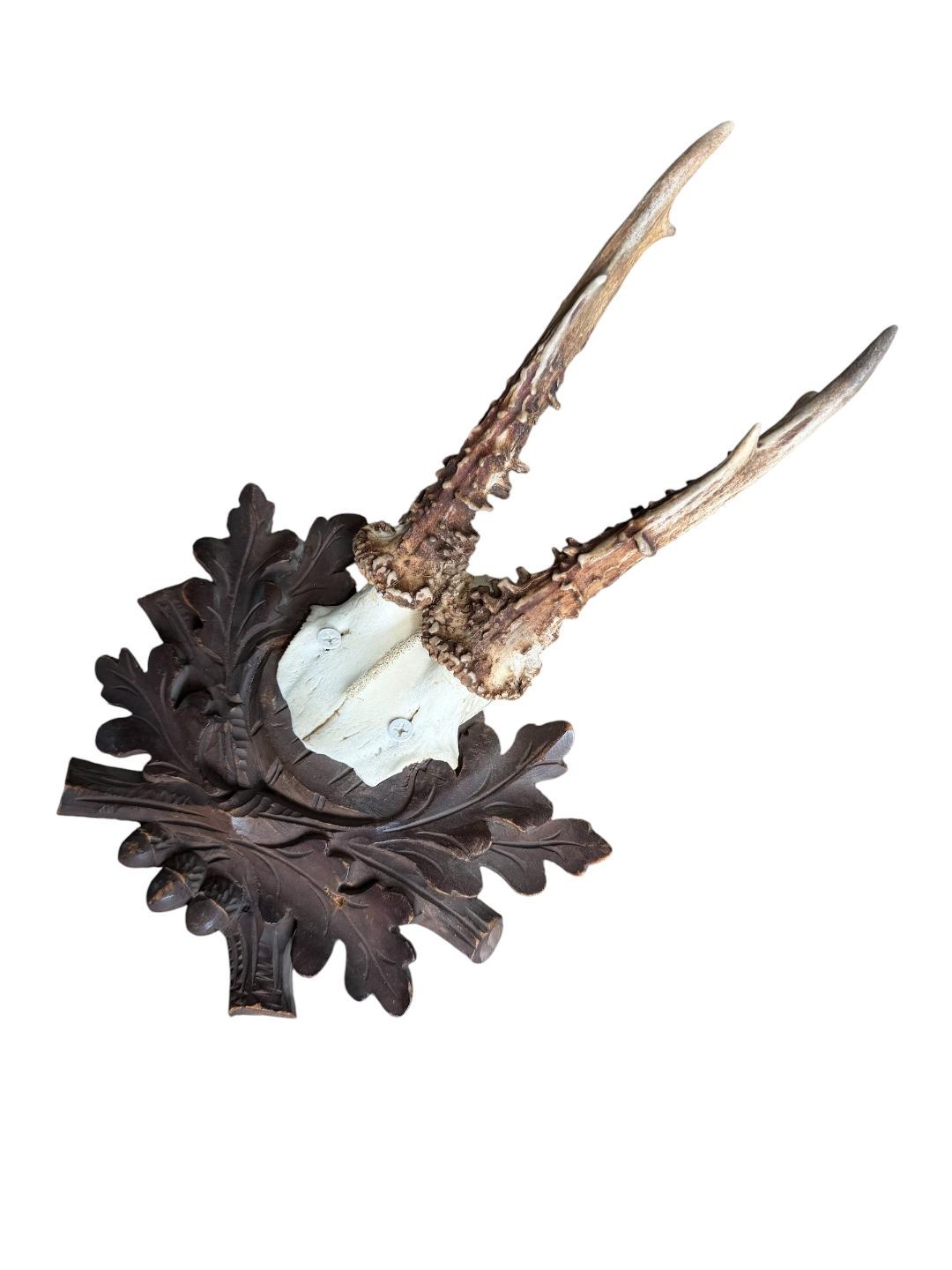 Roe Deer Trophy 242 Black Forest Antlers Mount
