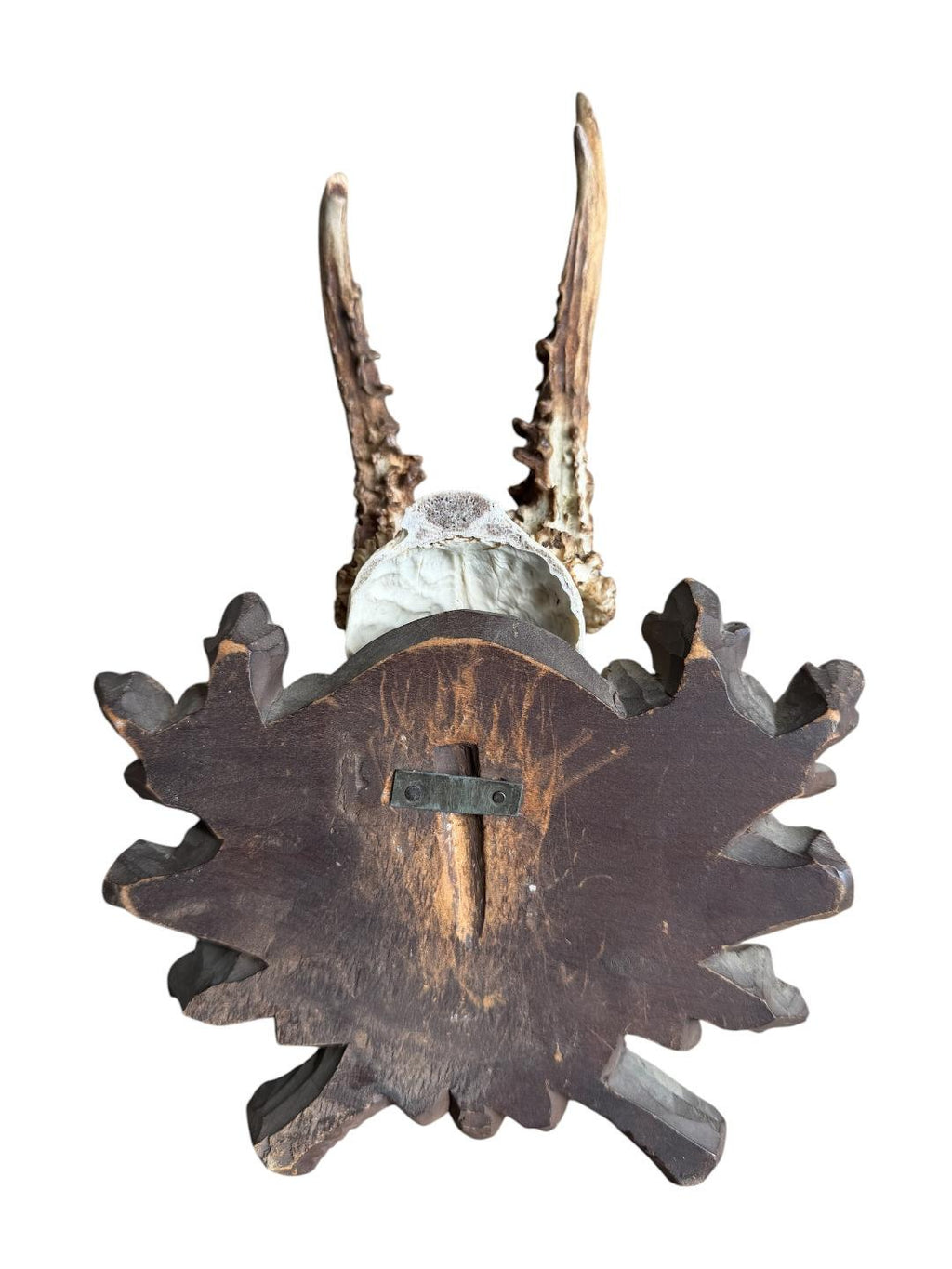 Roe Deer Trophy 242 Black Forest Antlers Mount