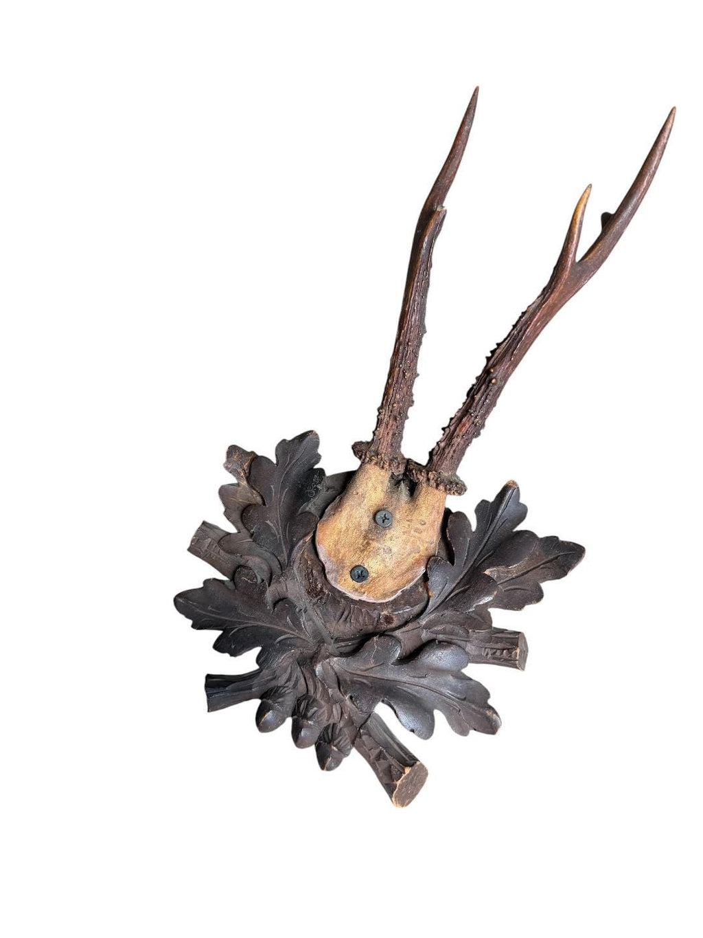 Roe Deer Trophy 243, Black Forest Antlers Mount
