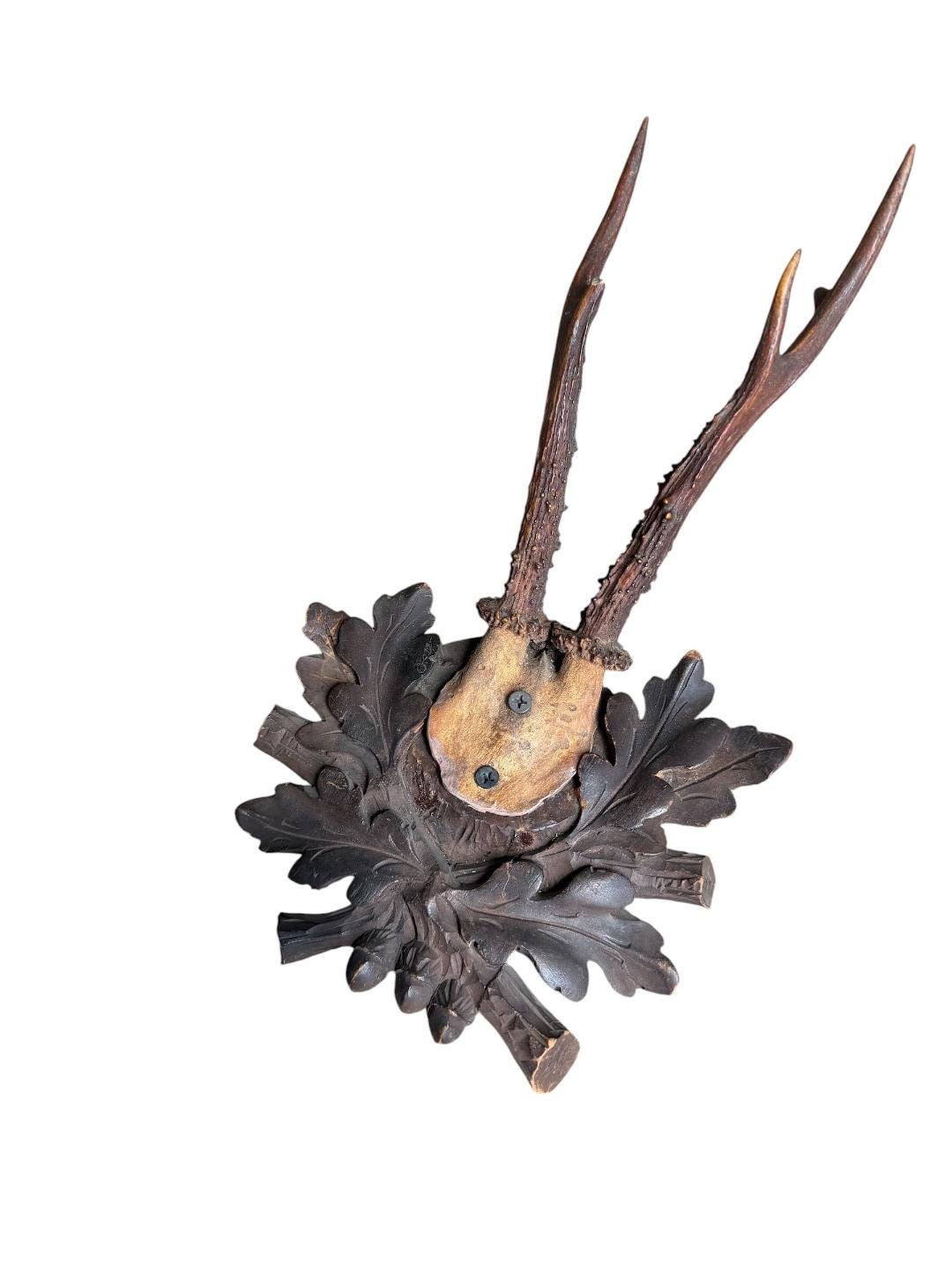 Roe Deer Trophy 243, Black Forest Antlers Mount