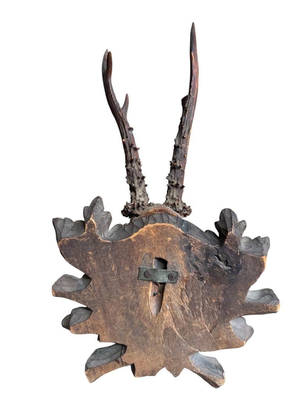 Roe Deer Trophy 243, Black Forest Antlers Mount