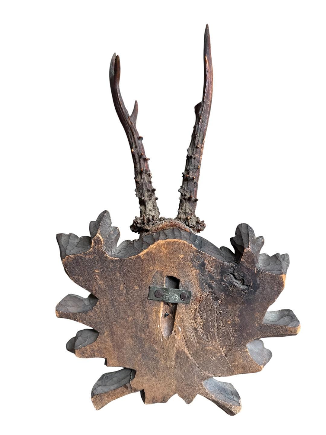 Roe Deer Trophy 243, Black Forest Antlers Mount