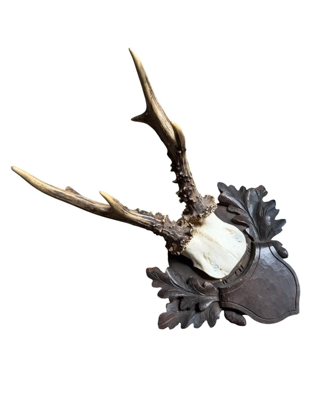 Roe Deer Trophy 244, Black Forest Antlers on Oak Leaf Plaque