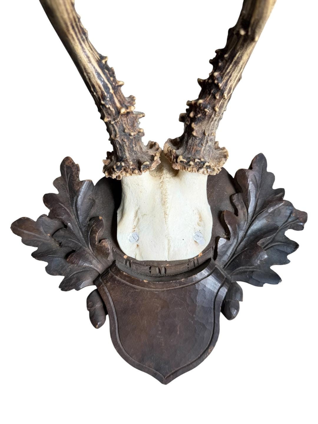 Roe Deer Trophy 244, Black Forest Antlers on Oak Leaf Plaque