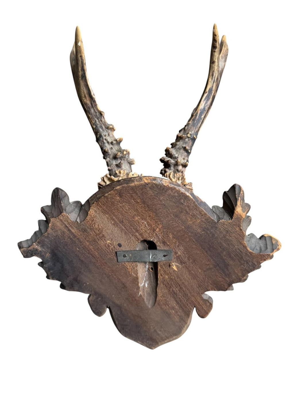 Roe Deer Trophy 244, Black Forest Antlers on Oak Leaf Plaque