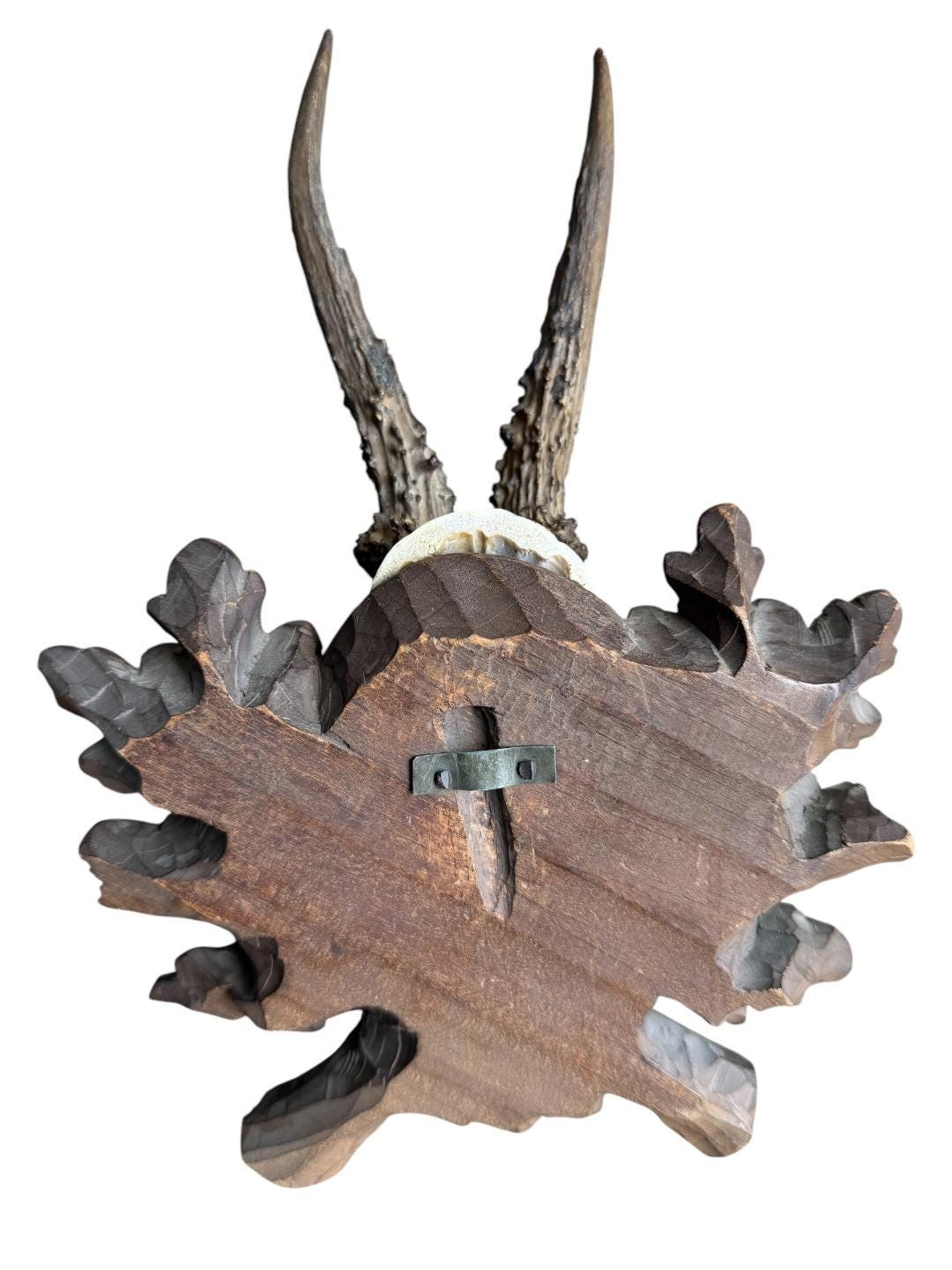 Roe Deer Trophy 237 Black Forest Antlers Mount