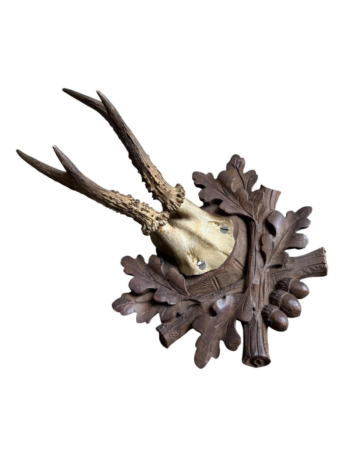 Roe Deer Trophy 237 Black Forest Antlers Mount
