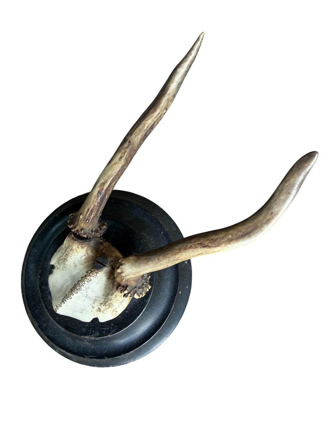Roe Deer Trophy 239 Black Forest Antlers Mount Petite