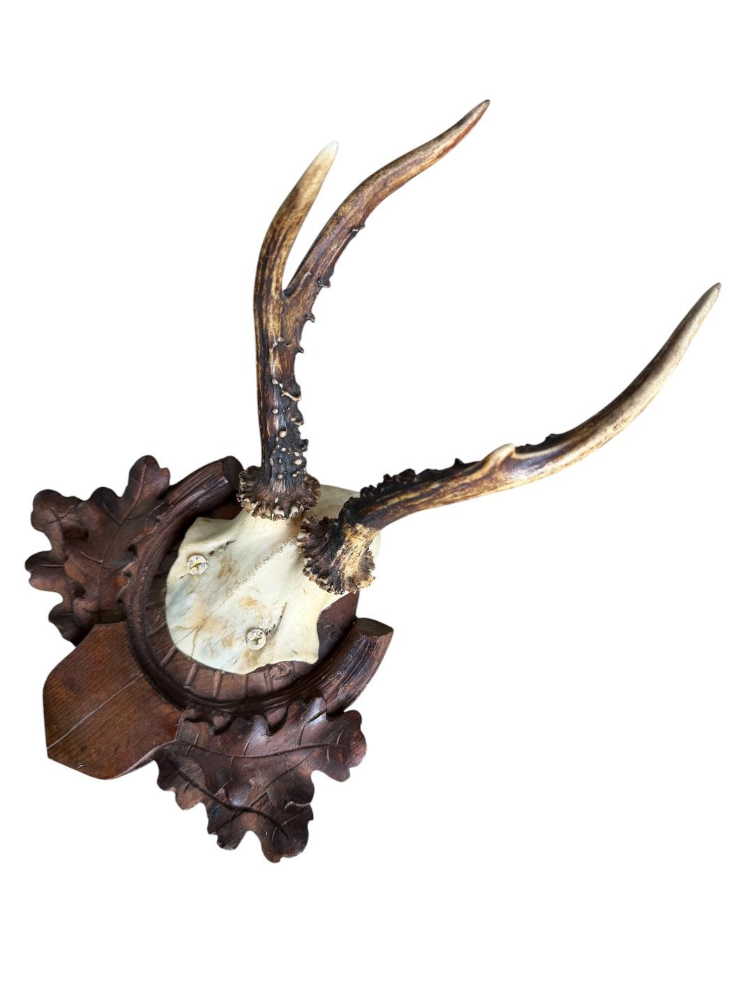 Roe Deer Trophy 220, Black Forest Antlers, Oak Leaf Plaque