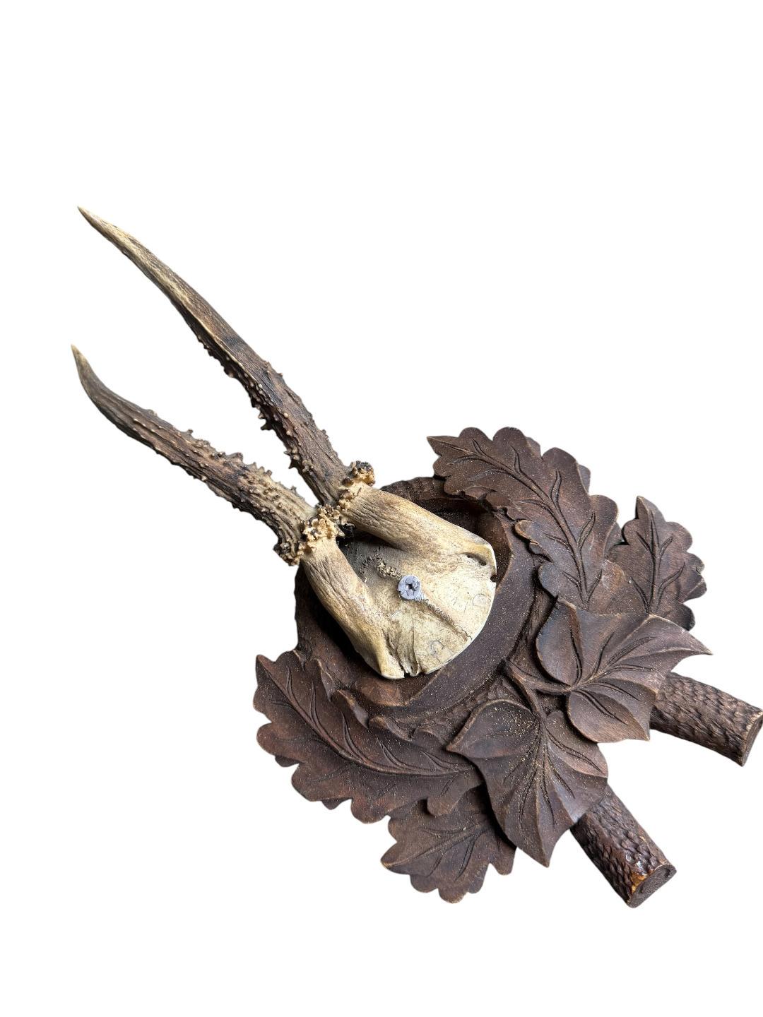 Roe Deer Trophy 240 Black Forest Antlers Mount