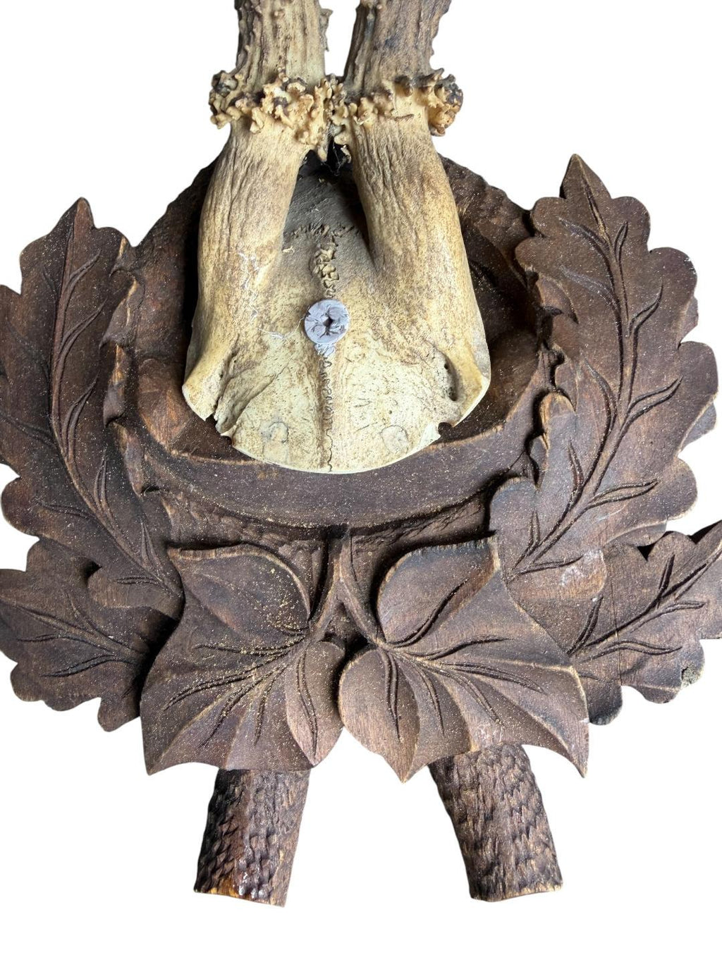 Roe Deer Trophy 240 Black Forest Antlers Mount