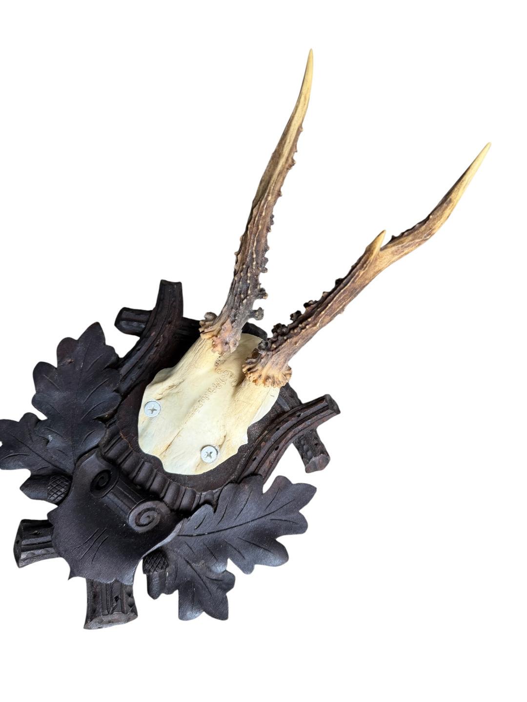 Roe Deer Trophy 241 Black Forest Antlers Mount