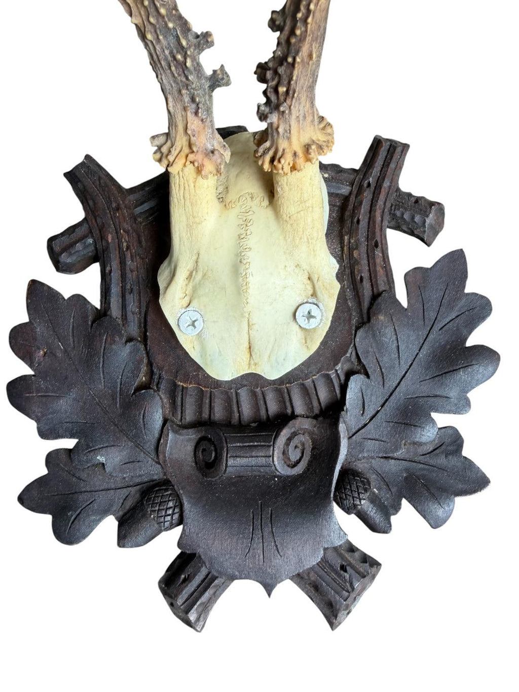 Roe Deer Trophy 241 Black Forest Antlers Mount