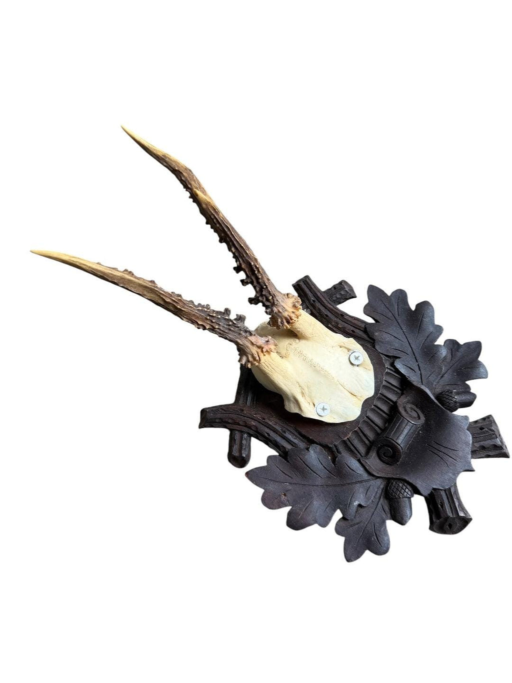 Roe Deer Trophy 241 Black Forest Antlers Mount