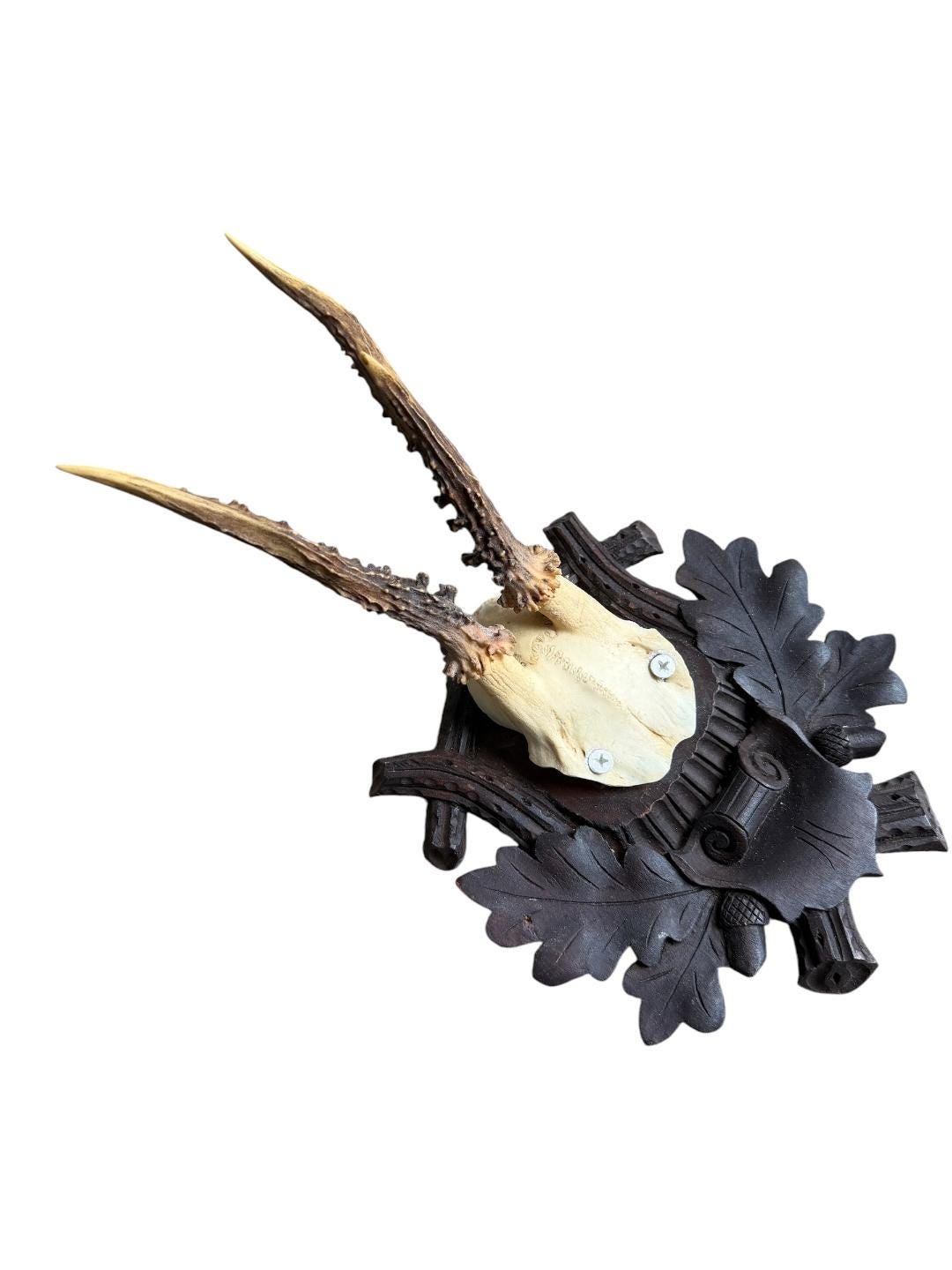 Roe Deer Trophy 241 Black Forest Antlers Mount