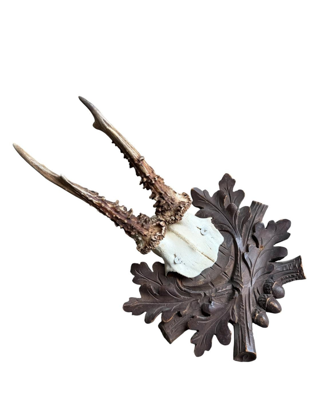 Roe Deer Trophy 242 Black Forest Antlers Mount