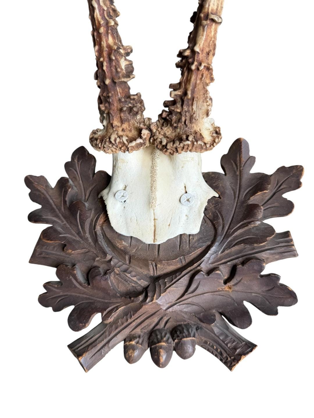 Roe Deer Trophy 242 Black Forest Antlers Mount