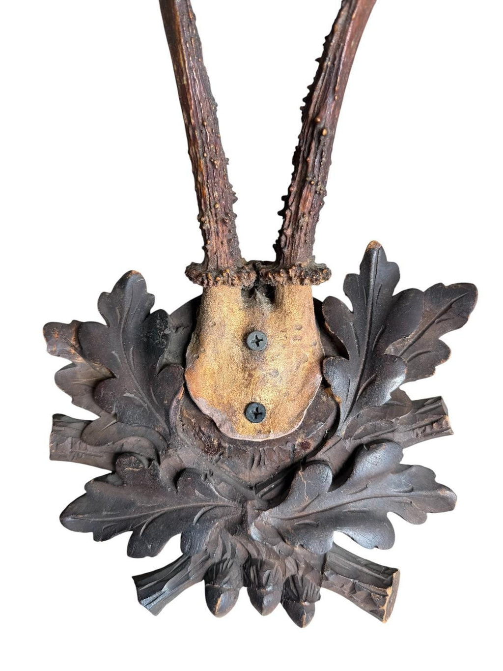 Roe Deer Trophy 243, Black Forest Antlers Mount