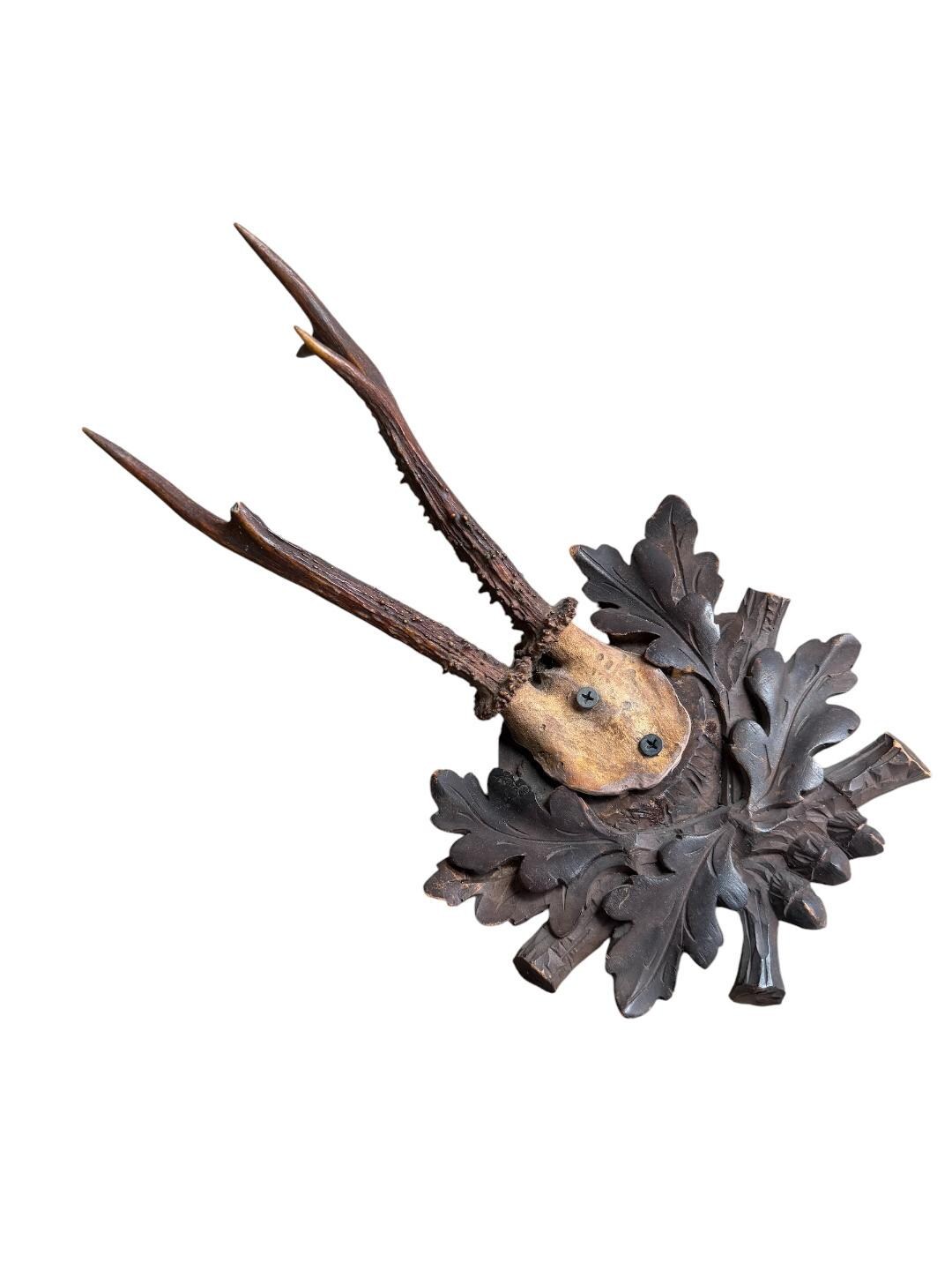 Roe Deer Trophy 243, Black Forest Antlers Mount