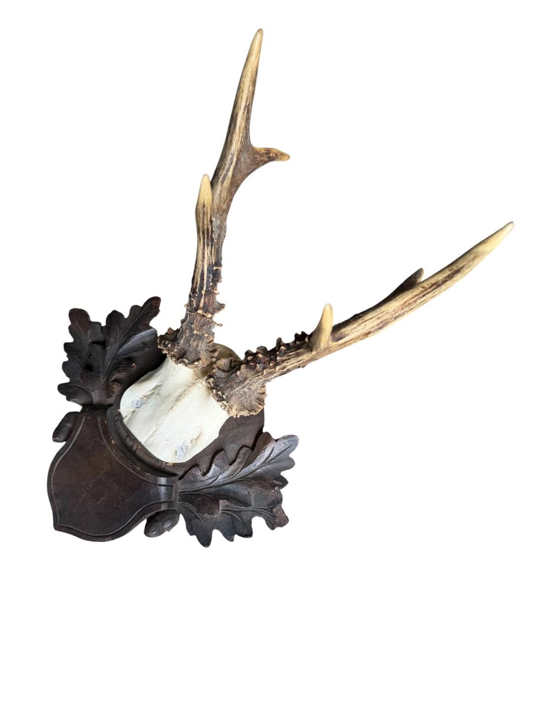 Roe Deer Trophy 244, Black Forest Antlers on Oak Leaf Plaque